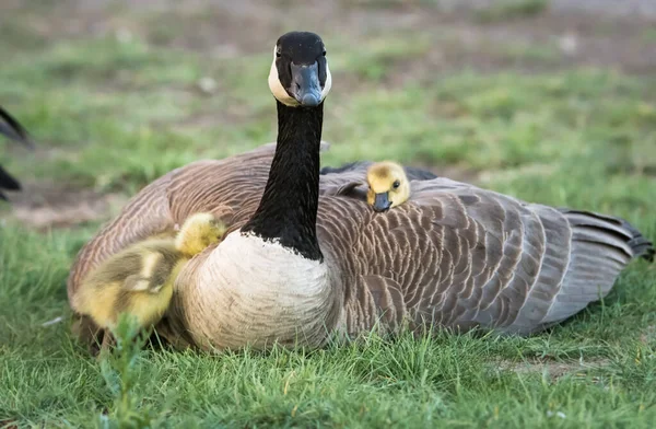 Kanada Gans Freier Wildbahn — Stockfoto