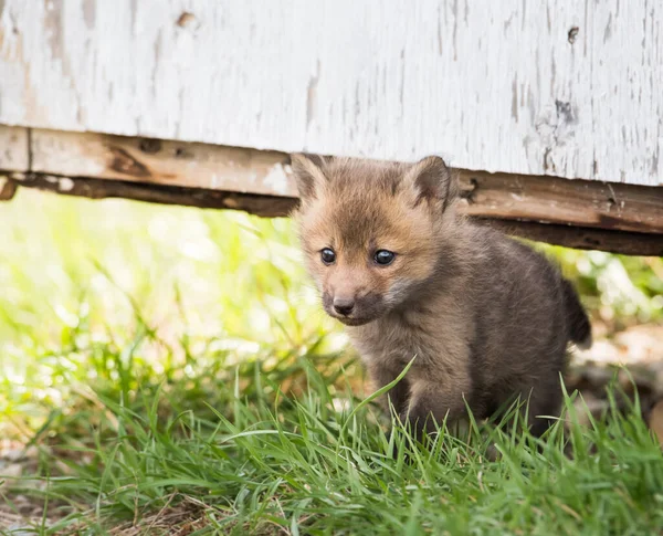 Cute Red Foxes Grass Wild Nature — Stock Photo, Image
