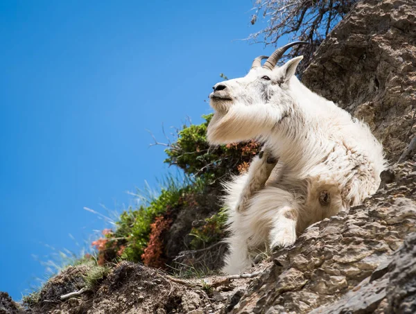 Mountain Goat Het Wild Nationaal Park Jasper Canada — Stockfoto