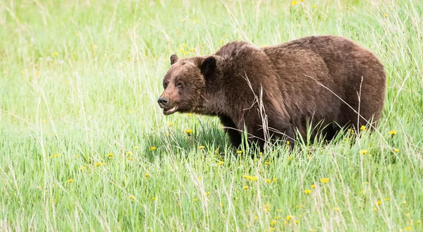 Niedźwiedź Grizzly Dziczy — Zdjęcie stockowe