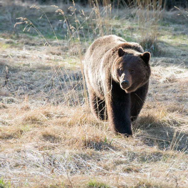 Canadian Grizzly Bear Wild — Stock Photo, Image