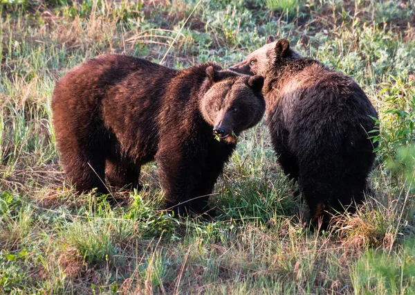 Grizzli Dans Nature — Photo