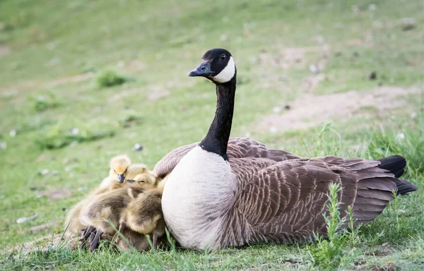 Ganso Canadá Estado Selvagem — Fotografia de Stock