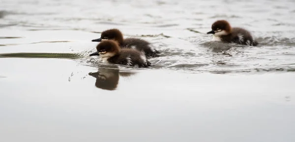 Merganser Family Wild — Stock Photo, Image