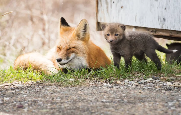 Mignon Renards Rouges Sur Herbe Parc — Photo