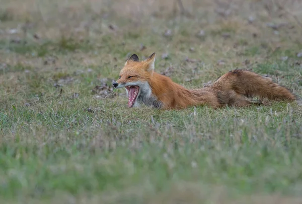 公園での美しい赤狐の風景 — ストック写真
