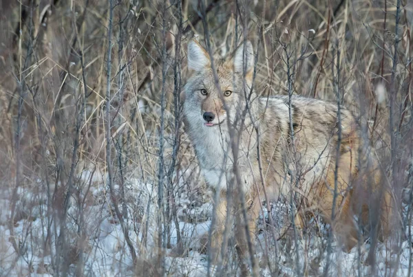 Coyote Alam Liar — Stok Foto