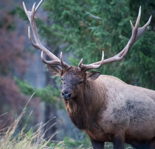 Bull Elk Wild — Stock Photo, Image