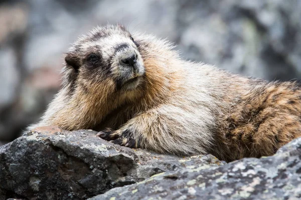 Primer Plano Marmota Naturaleza Salvaje — Foto de Stock