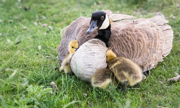 Canadá Família Gansos Natureza — Fotografia de Stock