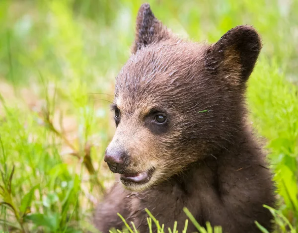 Ours Noir Dans Nature — Photo