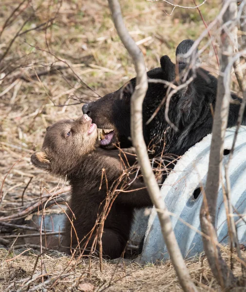 Zwarte Beren Het Wild — Stockfoto