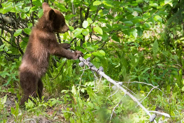 Urso Negro Natureza — Fotografia de Stock