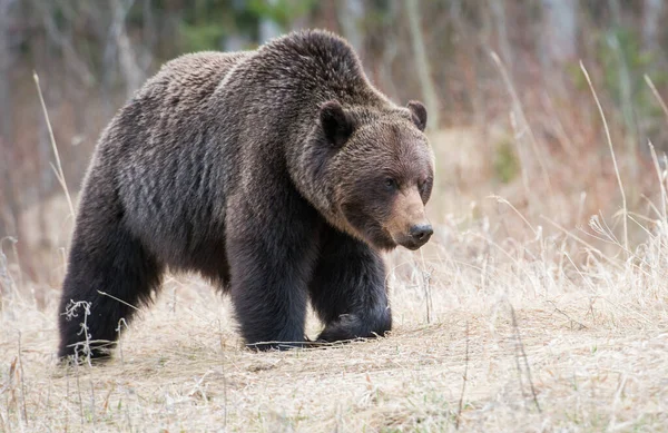 Kanadský Medvěd Grizzly Divočině — Stock fotografie