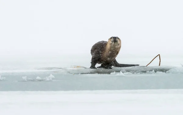 自然界の野生のカワウソを — ストック写真