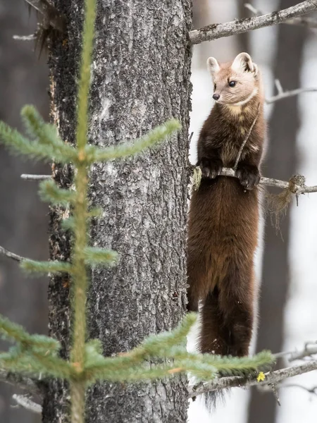 Pine Marten Sitting Tree Banff National Park Alberta Canada — Stock Photo, Image