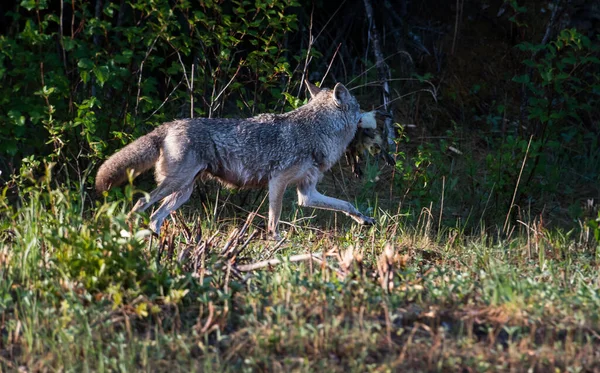 Coyote Het Wild — Stockfoto