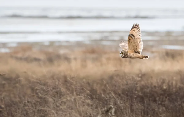 Hibou Des Marais Dans Nature — Photo