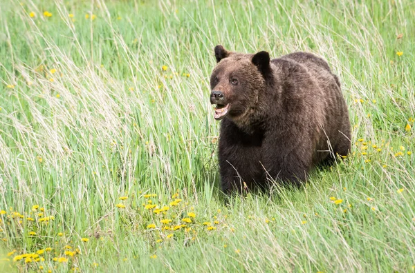 Urso Pardo Natureza — Fotografia de Stock