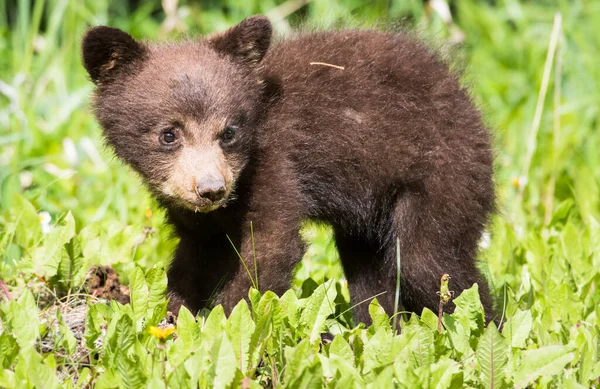 Famille Ours Noir Dans Nature — Photo