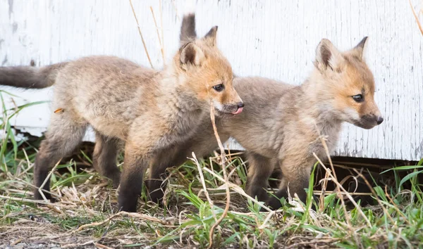 Mignon Renards Rouges Sur Herbe Nature Sauvage — Photo