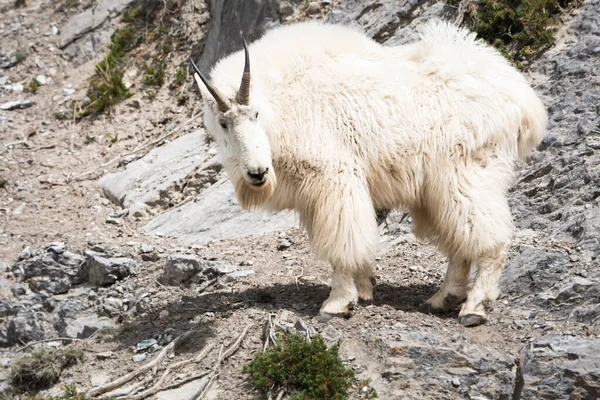 Mountain Goat Het Wild Nationaal Park Jasper Canada — Stockfoto