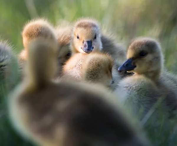 Goslings Dziczy — Zdjęcie stockowe