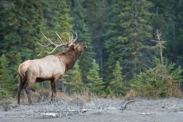 Elk Wild — Stock Photo, Image