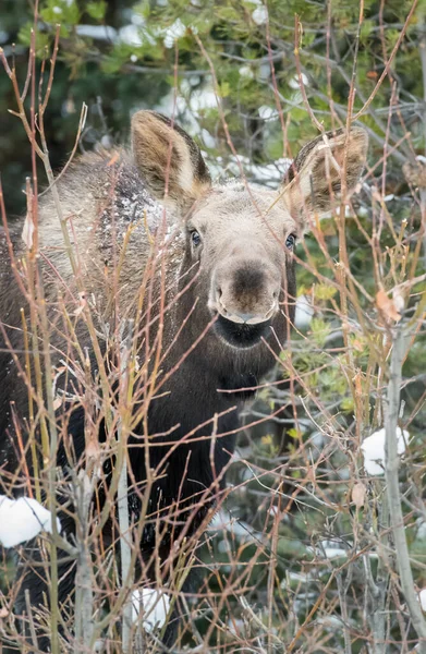 Orignal Taureau Dans Parc National Jaspe Canada — Photo