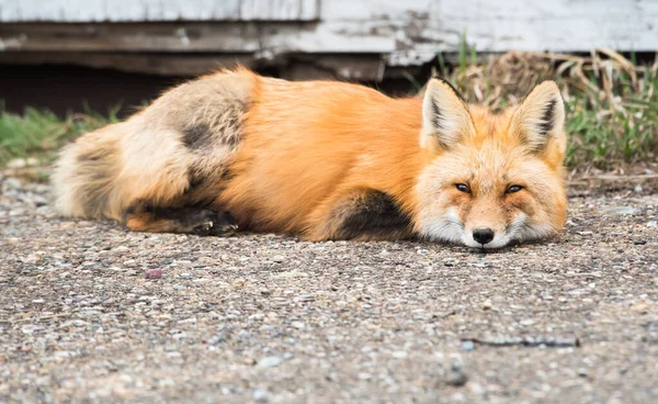 Malerischer Blick Auf Den Schönen Rotfuchs Park — Stockfoto