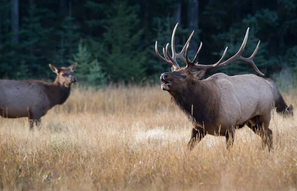 Bull Elk Rut — Stock Photo, Image