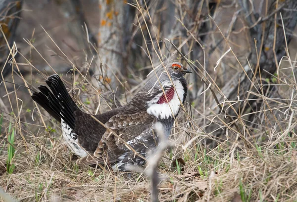 Gros Plan Tétras Dans Nature Sauvage Canada — Photo