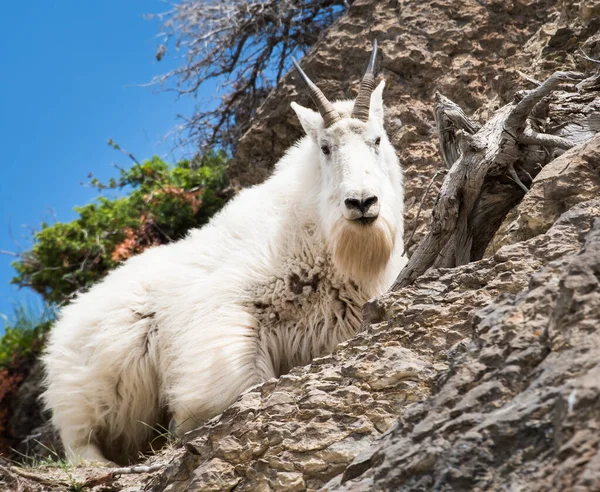 Mountain Goat Het Wild Nationaal Park Jasper Canada — Stockfoto