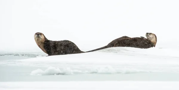 Flussotter Winter — Stockfoto