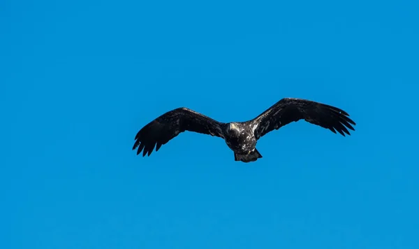 Aquila Calva Allo Stato Brado — Foto Stock