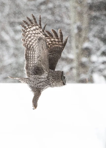 Grand Hibou Gris Dans Nature Sauvage Alberta Canada — Photo