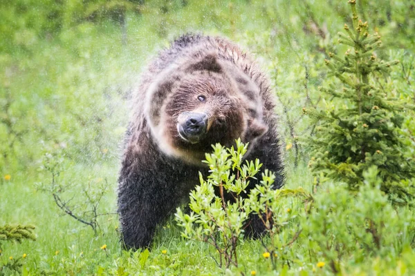 Vahşi Doğada Boz Ayı — Stok fotoğraf