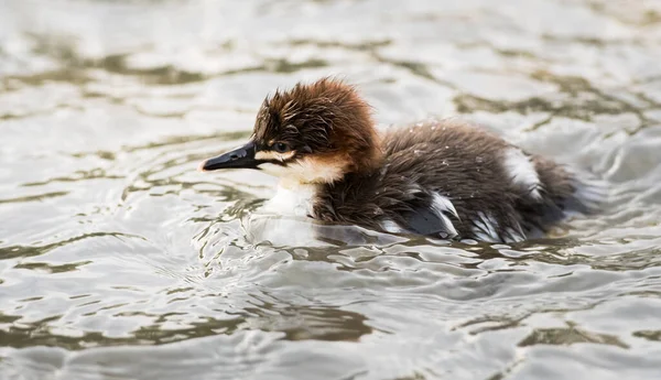 Família Merganser Natureza — Fotografia de Stock