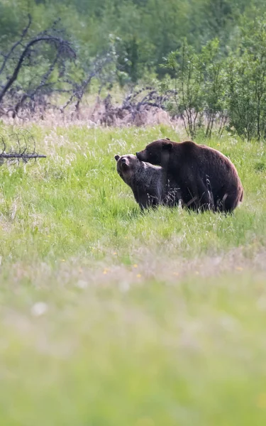 Vahşi doğada boz ayı
