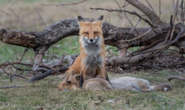 Carino Volpi Rosse Insieme Catturati Parco — Foto Stock