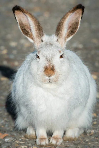 Kar Ayakkabılı Tavşan Vahşi Doğada — Stok fotoğraf