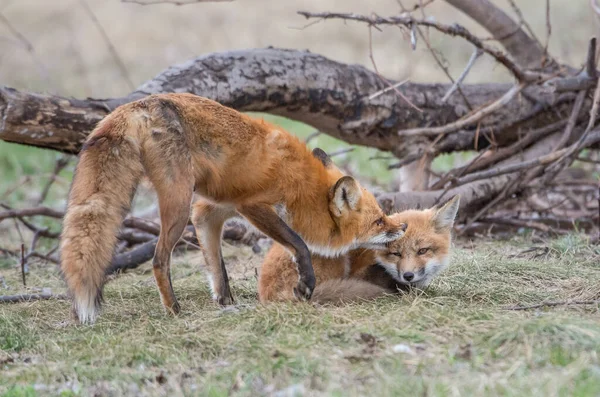 Vulpi Roșii Drăguț Împreună Natură — Fotografie, imagine de stoc