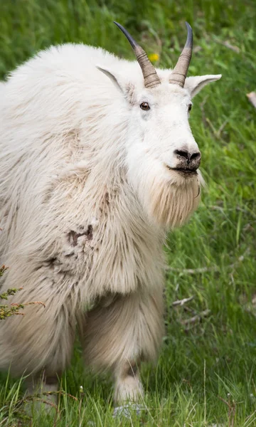 Horská Koza Volné Přírodě Národní Park Jaspis Kanada — Stock fotografie