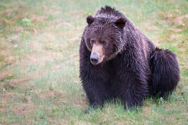 Канадський Ведмідь Ґріззлі — стокове фото