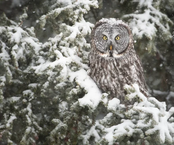 Great Grey Owl Wild Nature Alberta Canada — Stock Photo, Image