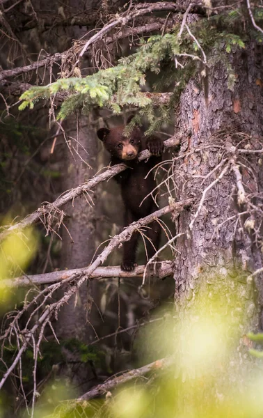 Urso Negro Natureza — Fotografia de Stock