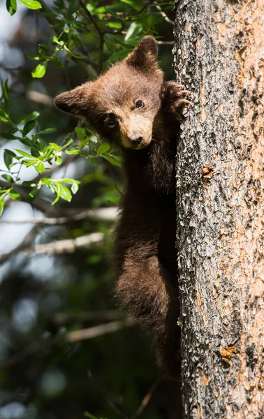 Urso Negro Natureza — Fotografia de Stock