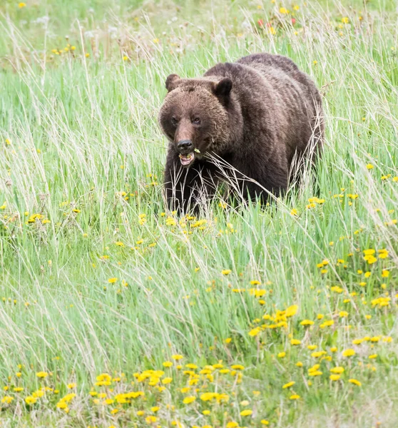 Medvěd Grizzly Divočině — Stock fotografie