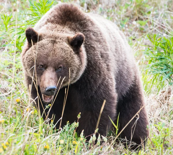 Urso Pardo Natureza — Fotografia de Stock