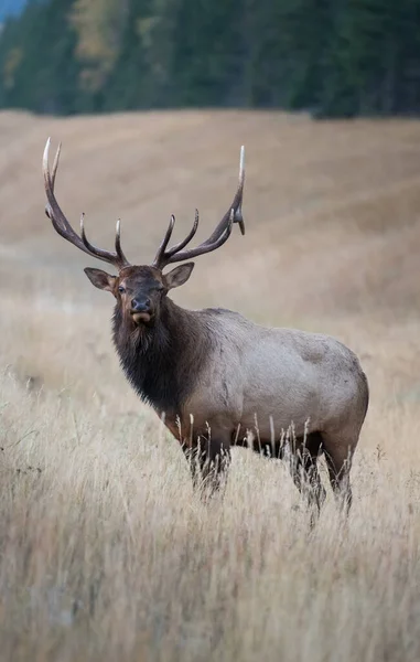 Vahşi doğada boğa geyiği